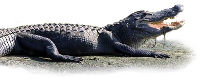 The real Florida Gator