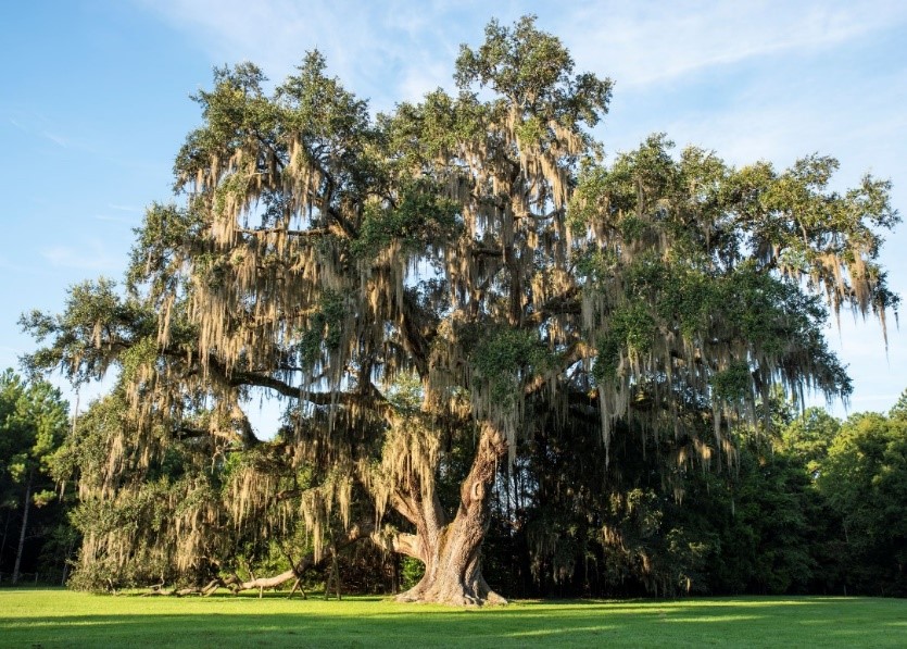 Cellon Oak Tree