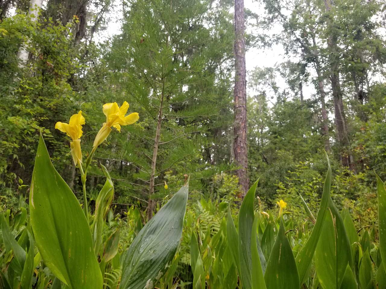 flowers in Four Creeks Preserve