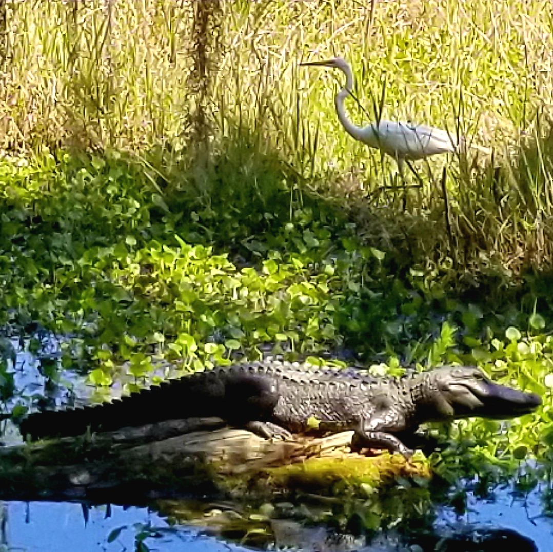 Alligator and Egret at Barr Hammock