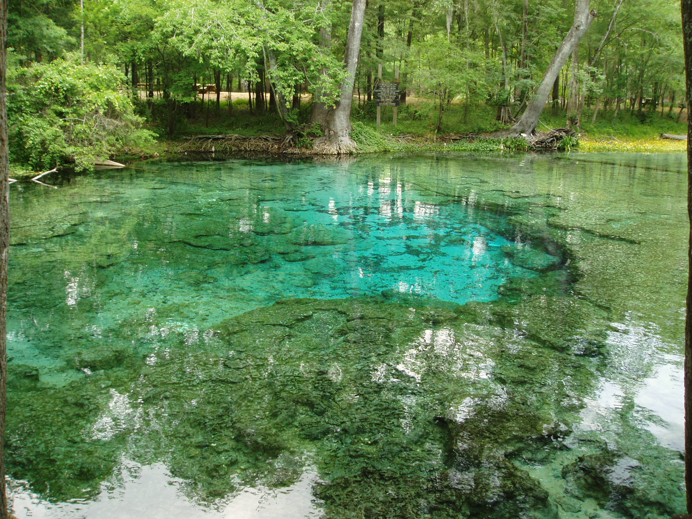 Ginnie Springs