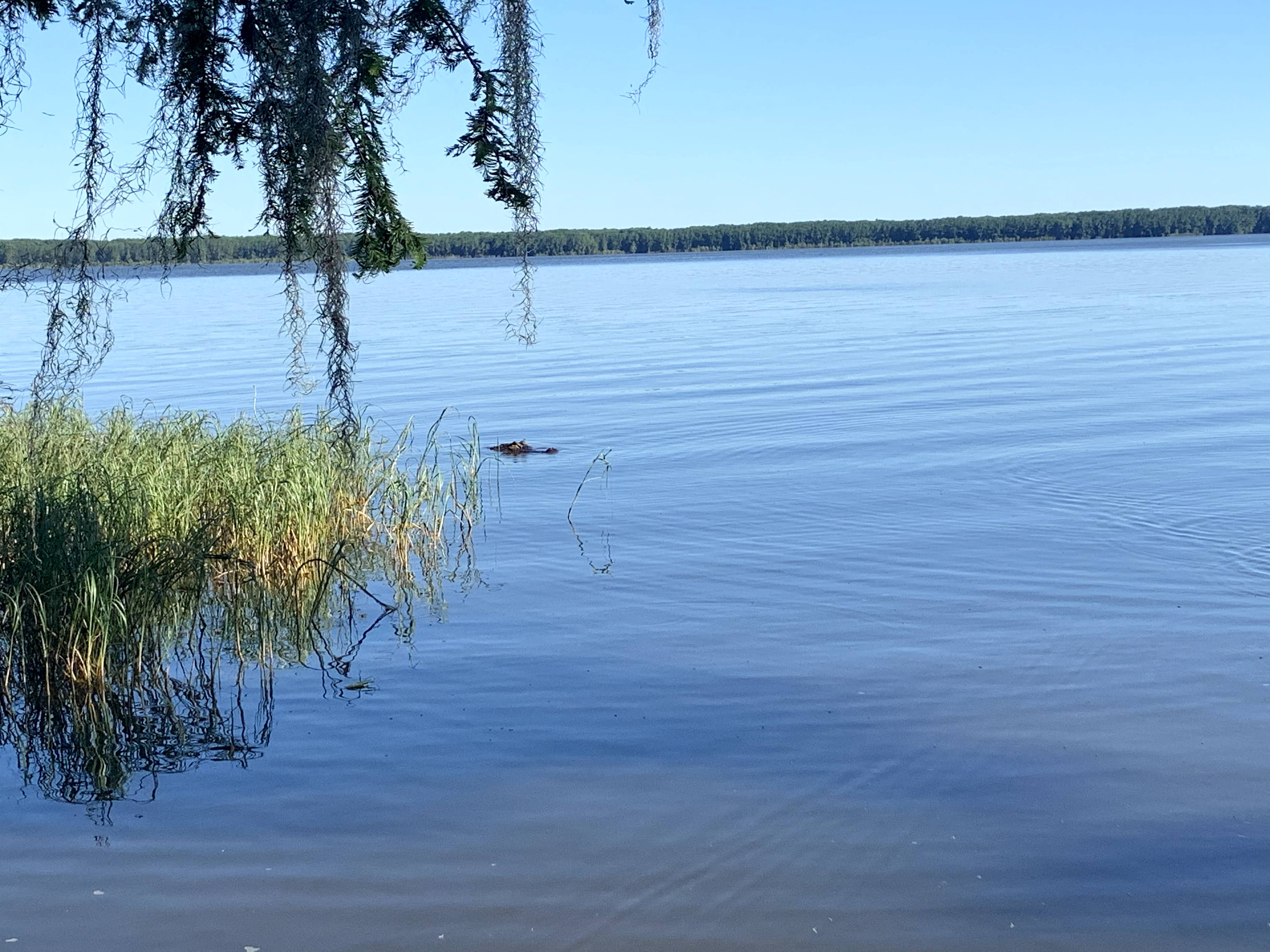 Newnan's Lake Special Project