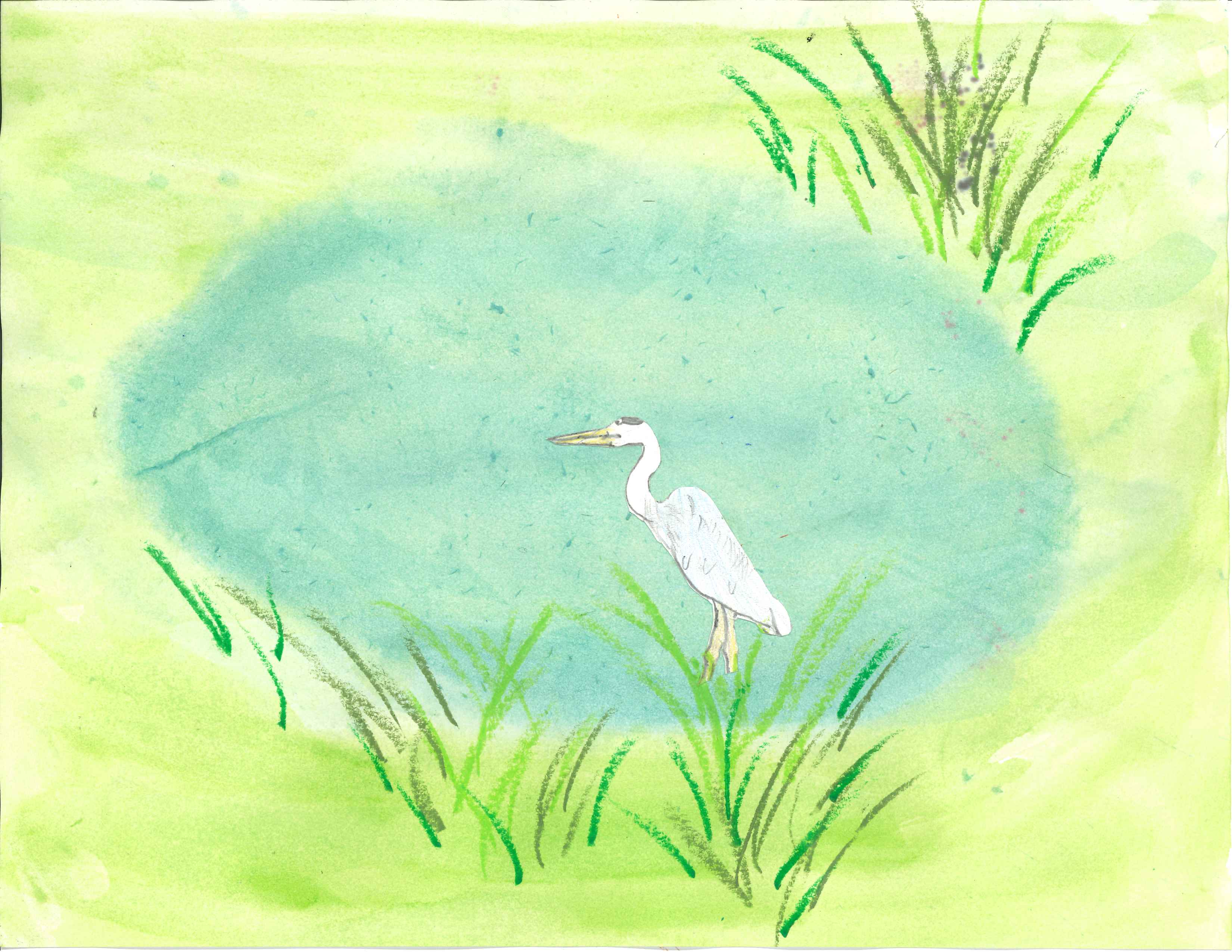 Nick Chronley - 3rd Grade - 2nd Place, Heron in Pond
