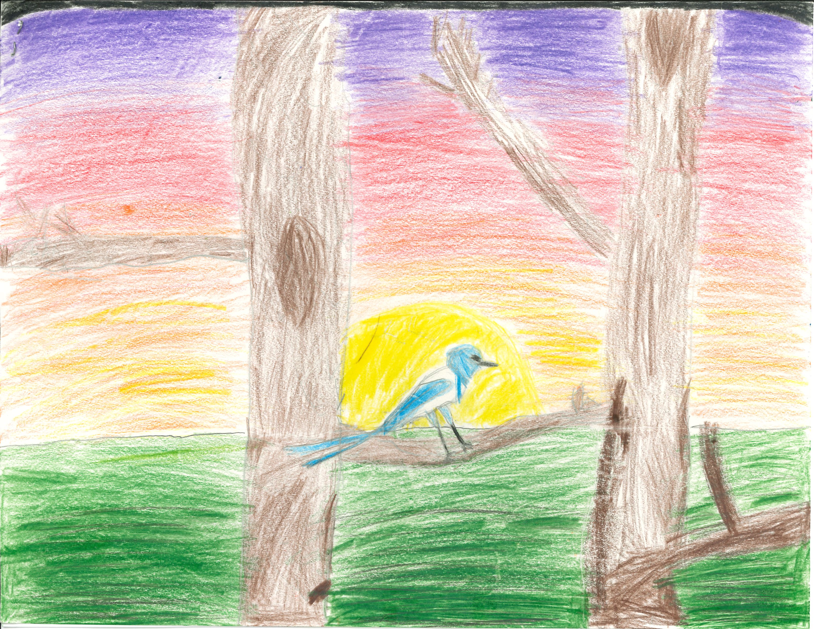 Emma Loosli - 3rd Grade - 3rd Place, Florida Scrub Jay