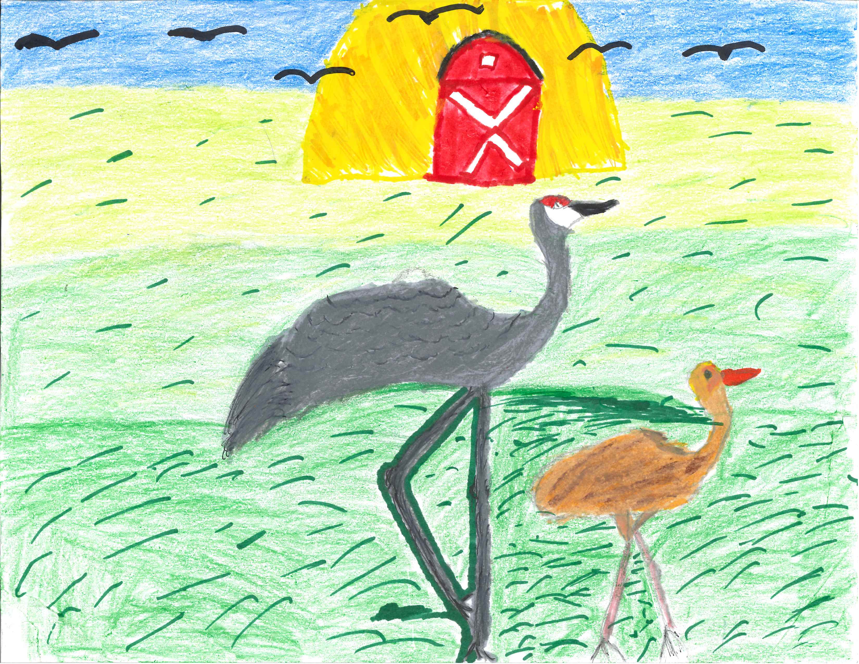 4th Grade - 3rd Place, Sandhill Crane Beauty