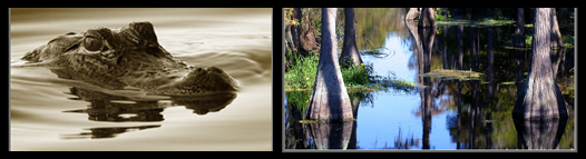 Photos of floating alligator (left) and cypress wetland (right)